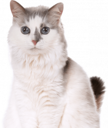 Kitties - Meow